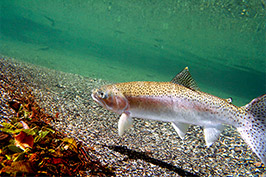 Steelhead fish swimming in a lake